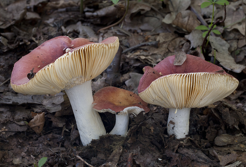 Russula pseudointegra